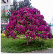 河北萬(wàn)象錦眾園林綠化工程 構(gòu)建城市綠色生態(tài)屏障的實(shí)踐與探索