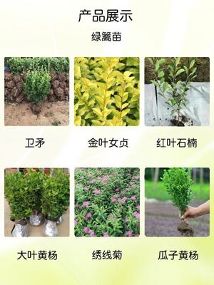 無(wú)刺構(gòu)骨 四季常綠，打造高品質(zhì)小區(qū)園林綠化造景
